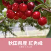 さくらんぼ サクランボ 秋田県産 紅秀峰 美味しい 旬 東北 山形