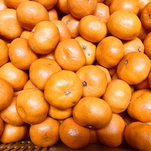 愛媛産減農薬早生みかん　訳あり　痛みが早い　