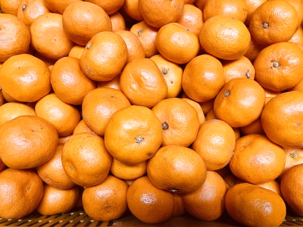 愛媛産減農薬早生みかん　訳あり　痛みが早い　