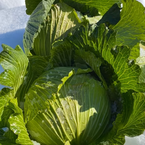 「珠玉の緑宝、越冬キャベツ」兵庫県香美町産雪ぶとんキャベツ