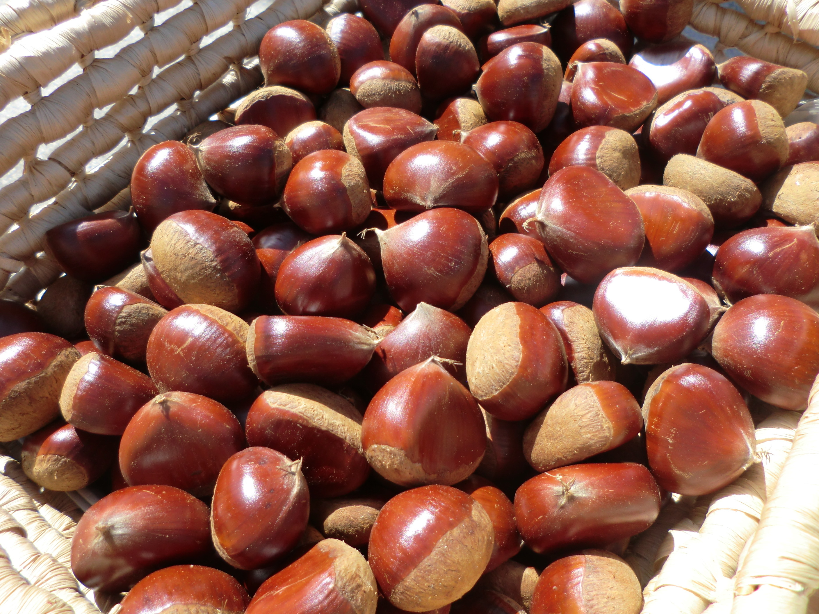 栗（くり）の通販・お取り寄せ商品｜果物｜ポケットマルシェ｜産地直送