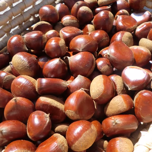 【甘い品種の自然栽培 栗】　筑波栗　自然栽培