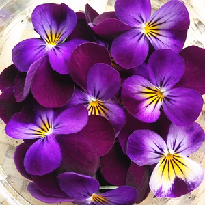 エディブルフラワー　4Pセット　淡路島よりAwajicHorrorGarden