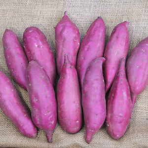 【限定10箱】ほくほく甘〜い能登金時！約3キロ！