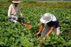 【早期予約20％増量中】生だだちゃ豆４kg　8月限定「糖度17度」「神の枝豆」