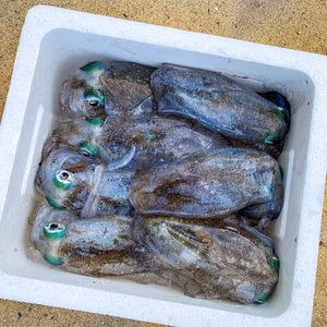 【天然】アオリイカ　約1kg　［獲れるかどうかは海次第］