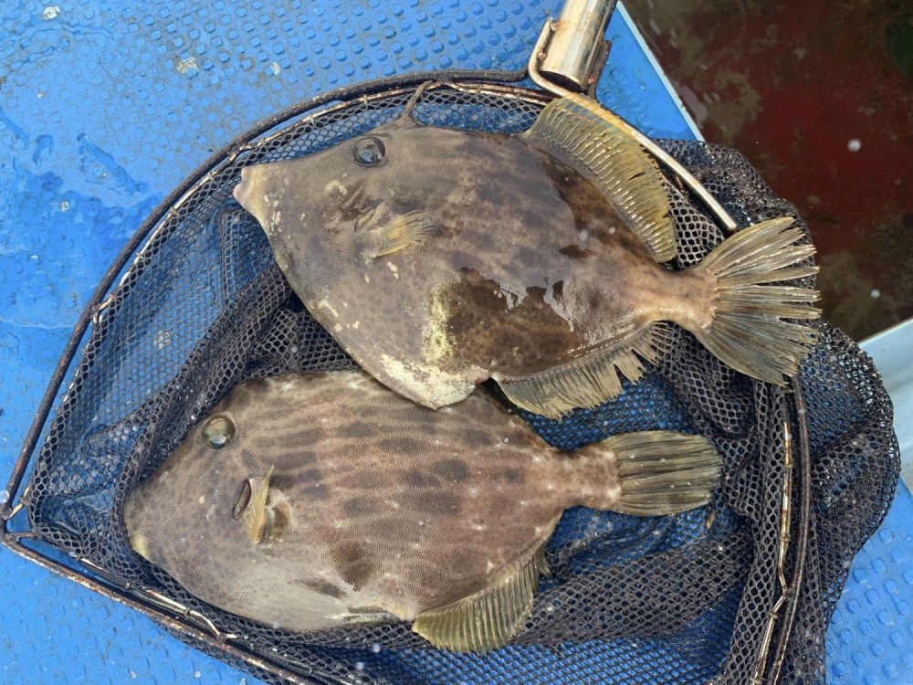 大入島 ヒラメ カワハギ セット 農家漁師から産地直送の通販 ポケットマルシェ