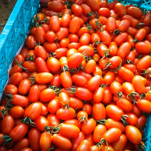 南阿蘇の天然水で育ったあそふるトマト・ミニ