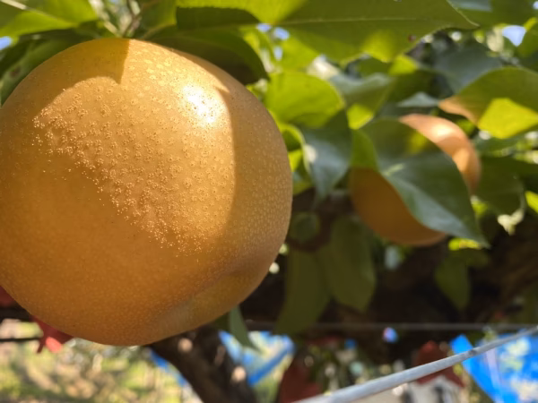 梨　あきづき　約2.5k