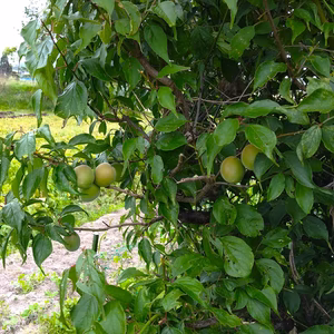 自然栽培の梅（うめ）　農薬不使用（無農薬）栽培