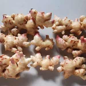 農家直送【露地栽培】高知県産新生姜