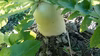大阪泉州野菜詰め合わせ