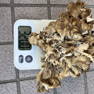 香りよい　とりたて天然舞茸　