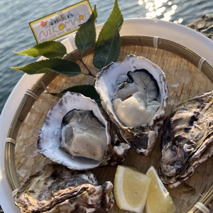 三倍体牡蠣 特大サイズ 約120～160×10個 糸島 深江産 牡蠣
