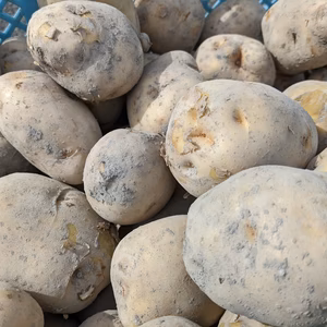 [農薬不使用] ほくほく男爵（静岡産新じゃがいも）