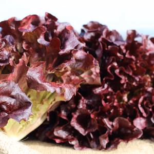 鮮やかな発色が食卓を彩る！サニーレタス