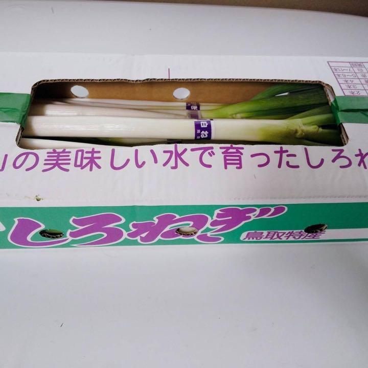 白ねぎ クール便】白ネギ 3kg LL20本 L30本 M40本 ねぎ ランダム10k