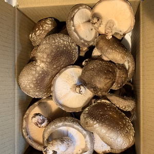 【訳あり品】2kg  岩手県産 菌床生しいたけ ★お徳用★