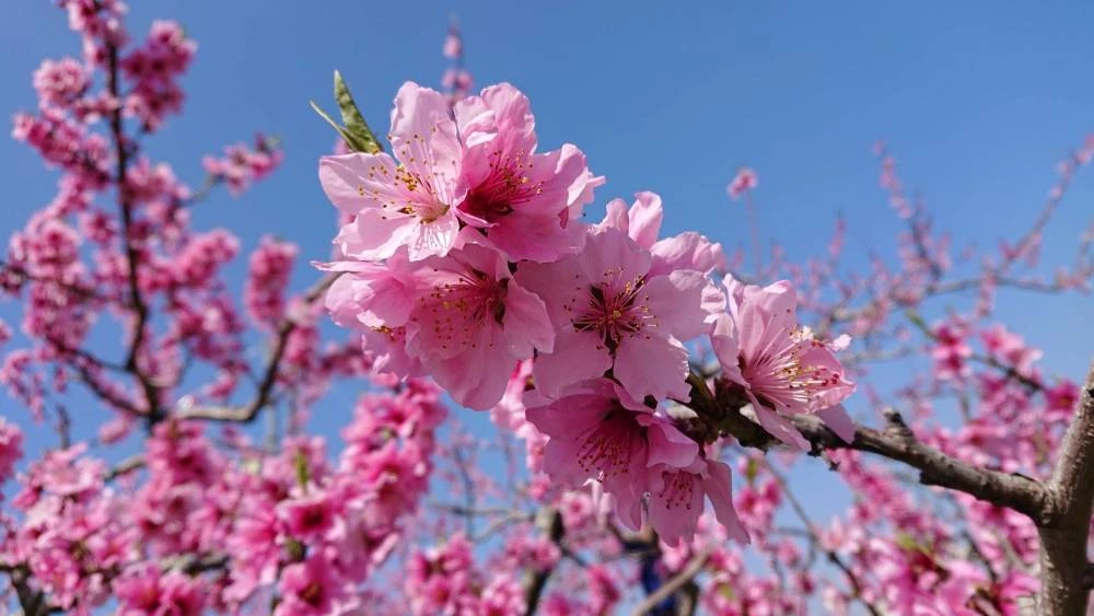 山梨県産 桃 おまかせ 家庭用（3キロ箱使用）｜果物の商品詳細｜ポケットマルシェ｜産直(産地直送)通販 旬の果物・野菜・魚介をお取り寄せ