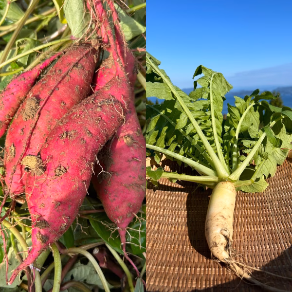 さつまいも【紅はるか】と葉付きミニ大根！栽培期間中農薬、化学肥料、除草剤不使用