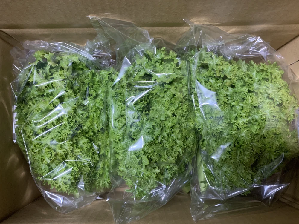 淡路島からのわさび菜