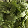 バジル　南アルプスのドライハーブ　オーガニック100%