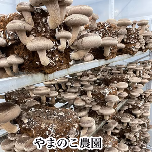 農家直送　訳あり　頑張って成長したが形が悪い椎茸さん1キロ送料込み