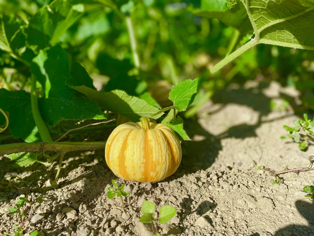 ★お得なカボチャセット★4種類のカボチャをお届け[化学農薬・化学肥料不使用]