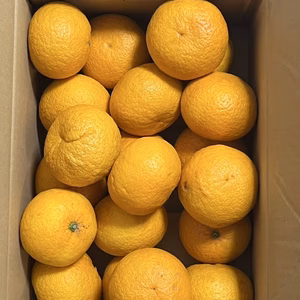    小豆島産 甘夏 訳あり 家庭用 5kg 10kg