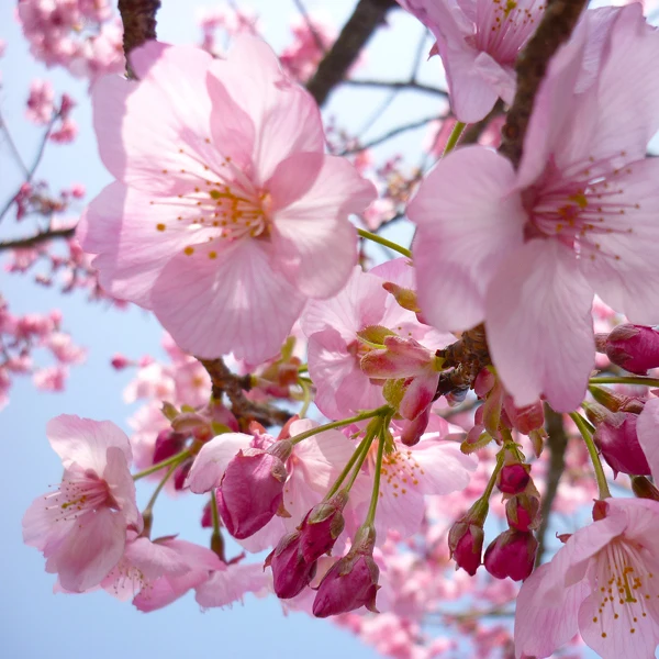 【農薬不使用】桜の塩漬け《農薬・化学肥料・着色料不使用》