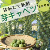 【この時期 限定！】野菜の女王様『芽キャベツ』 500ℊ