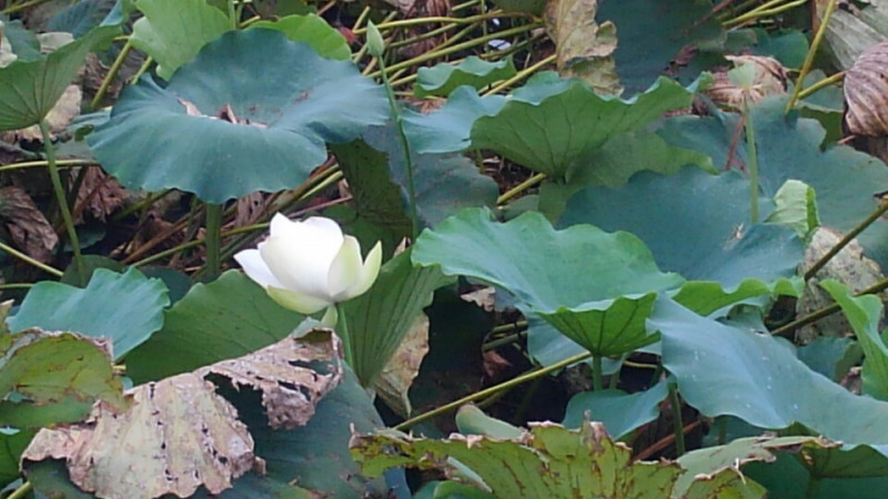 o0960054013752211781