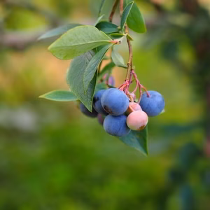 6月中旬以降発送 農薬不使用 ブルーベリー