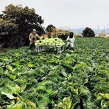 山下明里 | ロコファーム