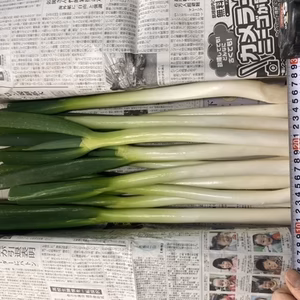 訳あり！規格外白ネギ1.5kg〜3kg