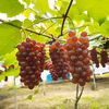島根県出雲産デラウェア（種なしぶどう）【2kg】