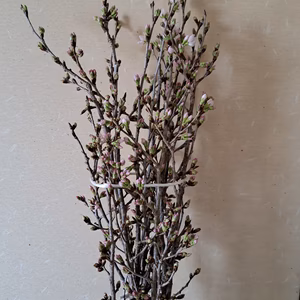 啓翁桜 信州から一足早い春を！