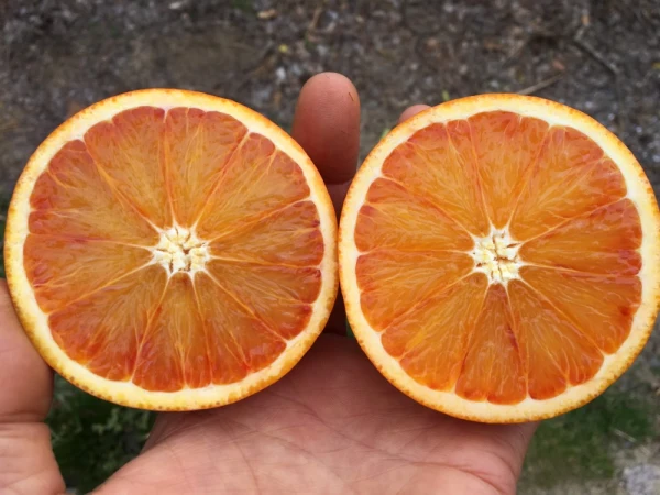 《訳あり》瀬戸内の島のブラッドオレンジ(タロッコ)除草剤・化学肥料不使用