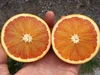 《訳あり》瀬戸内の島のブラッドオレンジ(タロッコ)除草剤・化学肥料不使用