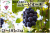 P-2 花笑み農園　岡山の『ニューピオーネ』約２ｋｇ（３～４房）9月上旬～
