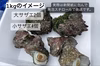 東京湾産！訳ありお買い得！　選べる　新鮮活栄螺-さざえ- 