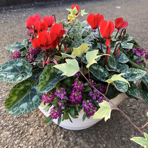 産直！クリスマスを彩るシクラメン(スカーレット)の寄せ植え