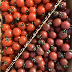 青森の夏野菜　赤×紫　サマー千果×トスカーナバイオレット