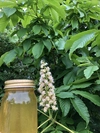 北海道産トチの木の蜂蜜です！