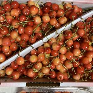 超訳あり佐藤錦　　小粒、双子、割れなど混み混み