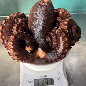 ゲリラ出品！稀少特大タコ　1.13kg 秘伝の茹で汁で茹でた浜茹で地だこ