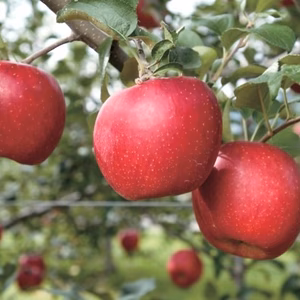 信州小布施「 サンふじ」家庭用りんご　3キロ/5キロ/10キロ