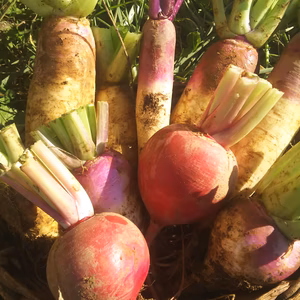 やさいやねこのて カブのお祭り！ 農薬化学肥料不使用