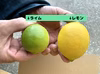国産マイヤーレモン＋国産ライム5個セット(3kg)