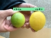 国産マイヤーレモン＋国産ライム5個セット(3kg)